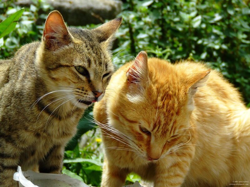 Two cats drinking water