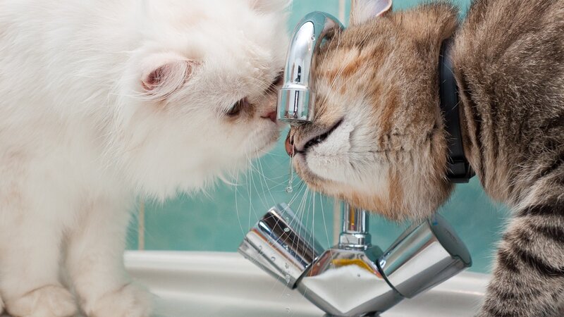 Two Cats Drinking Water — White, Calm, Photograph