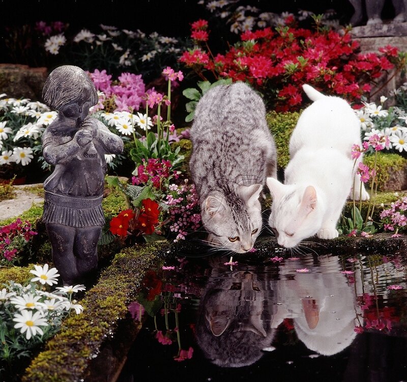 Two Cats Drinking Water — White, Serene