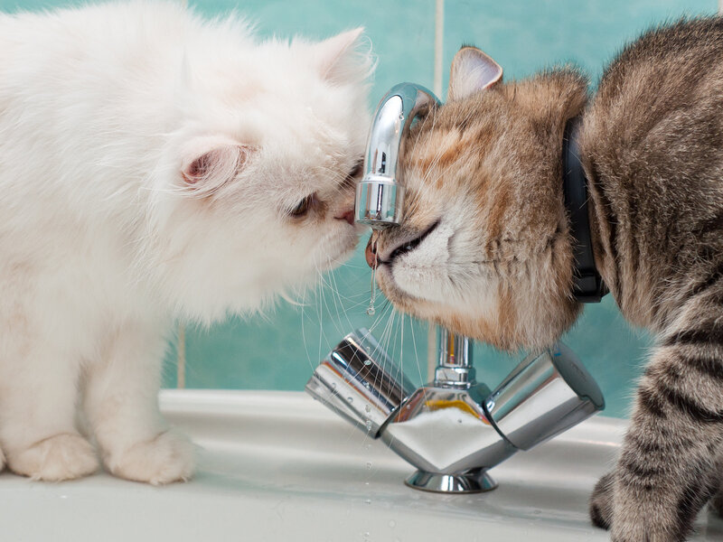 Two Cats Drinking Water — White