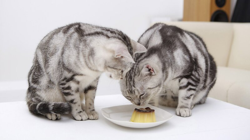 Two cats eating dessert