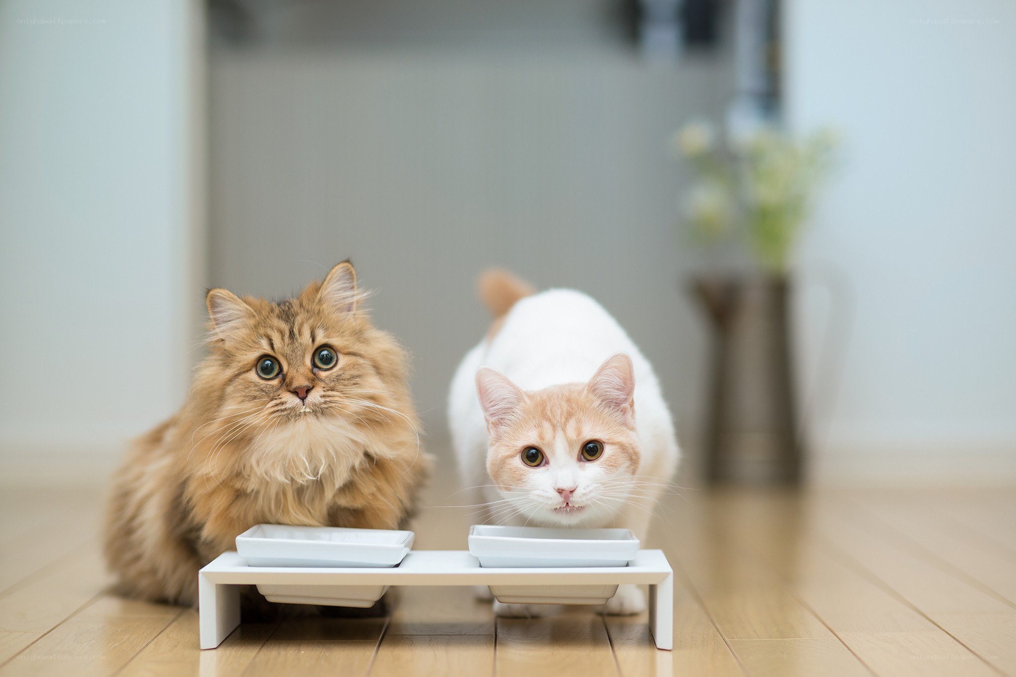 Two cats eating from bowls
