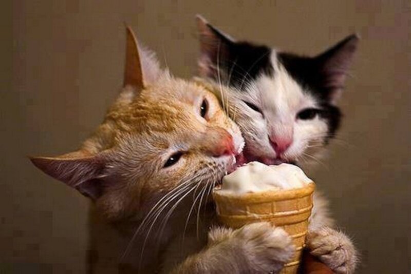 Two Cats Eating Ice Cream