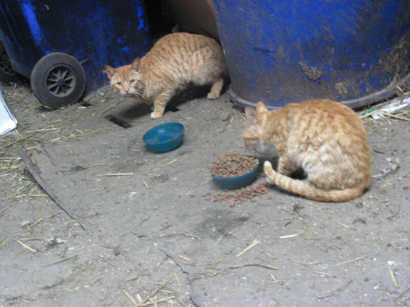 Two cats eating near trash bins