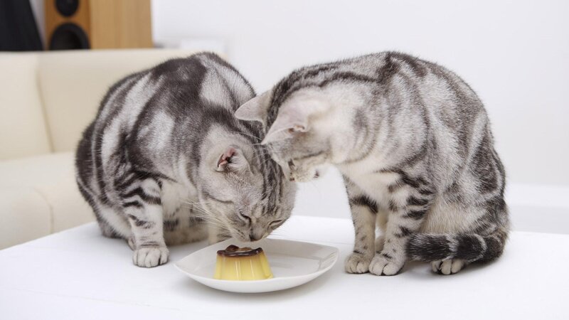 Two cats eating pudding