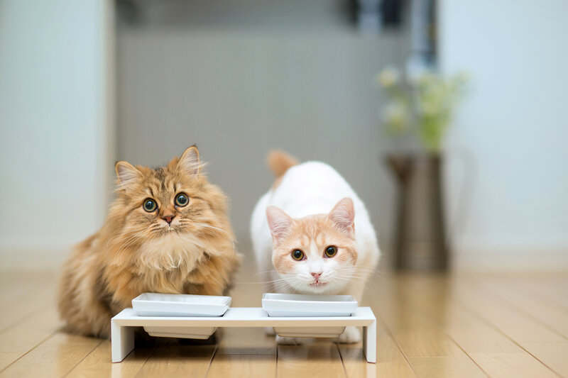 Two Cats Eating