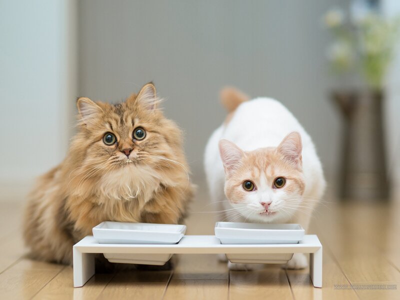 Two Cats Eating — White, Calm, Photograph