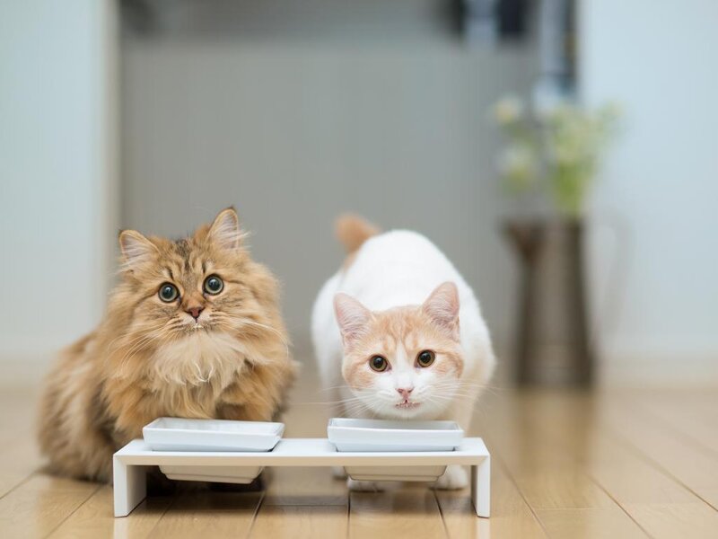 Two Cats Eating — White, Calm
