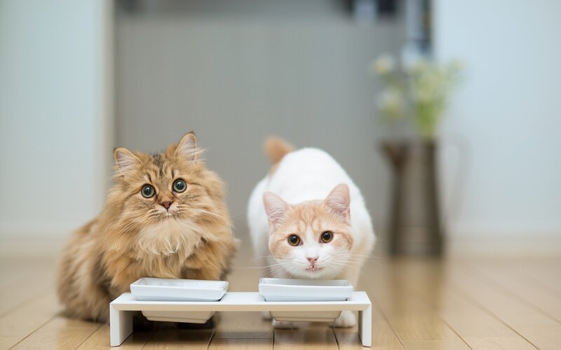 Two Cats Eating — White