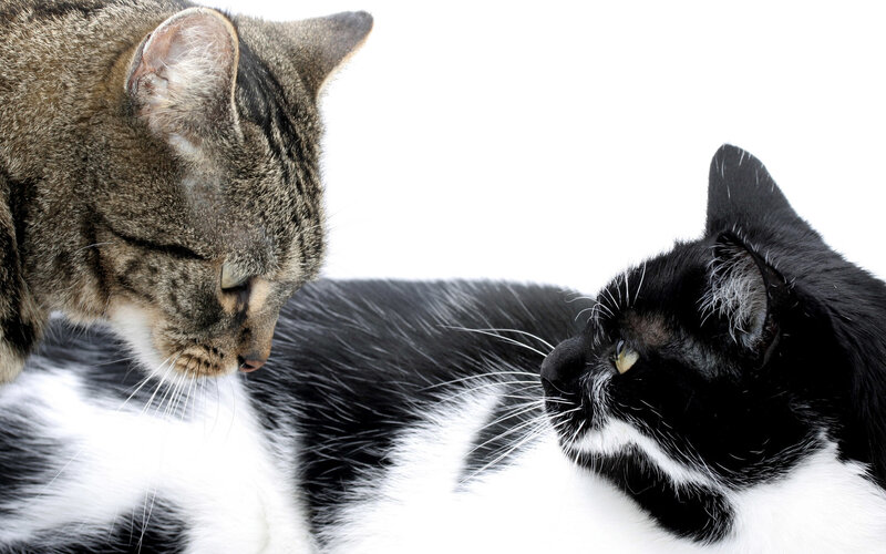 two cats facing each other
