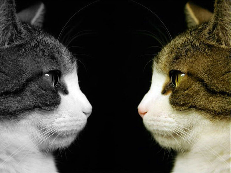 Two Cats Facing Each Other — Black