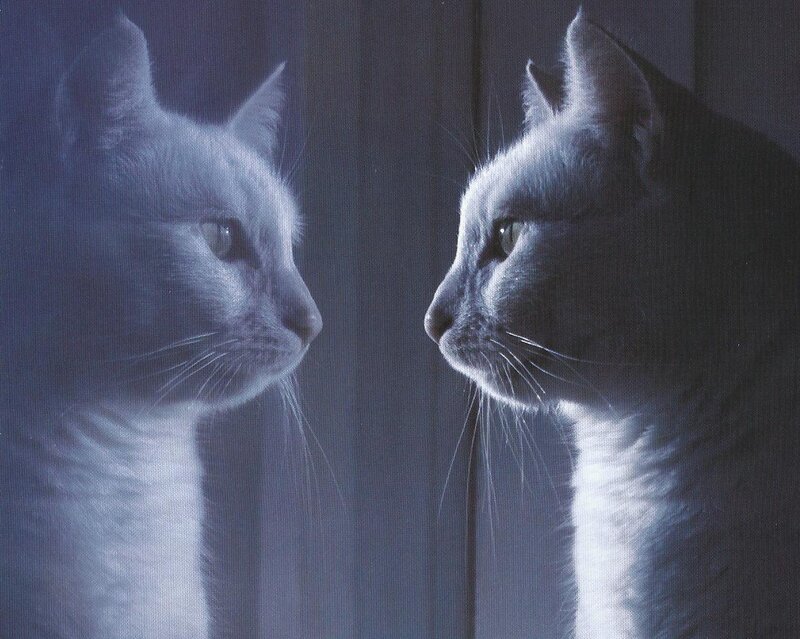 Two Cats Facing Each Other — Blue, Dramatic, Night