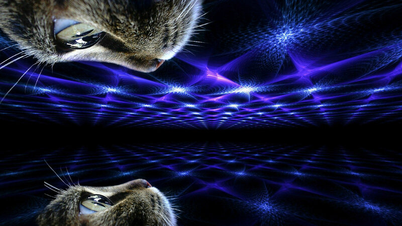 Two Cats Facing Each Other — Blue, Dramatic