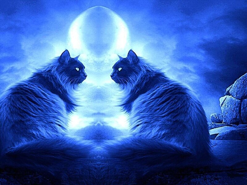 Two Cats Facing Each Other — Blue