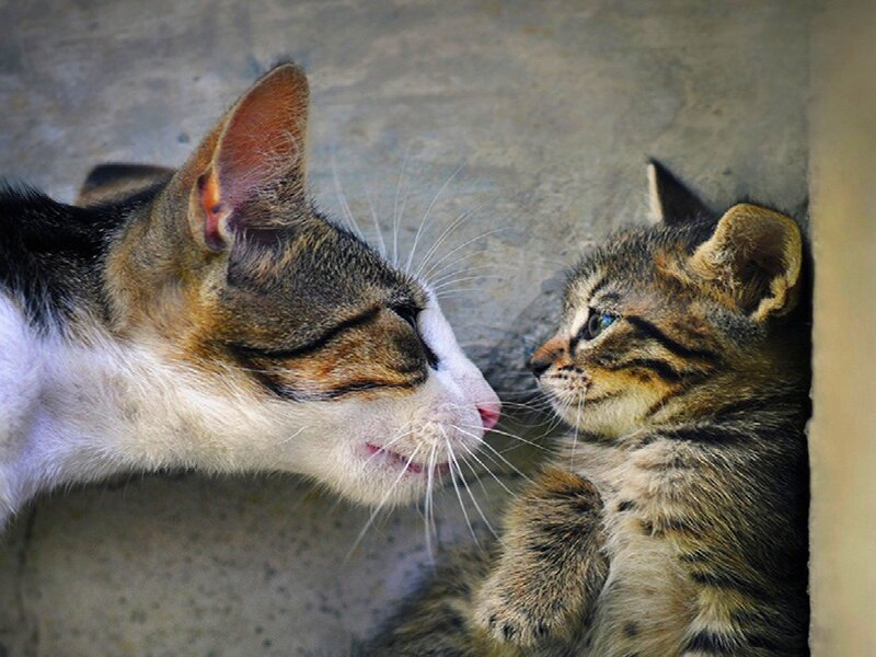 Two Cats Facing Each Other — Gray