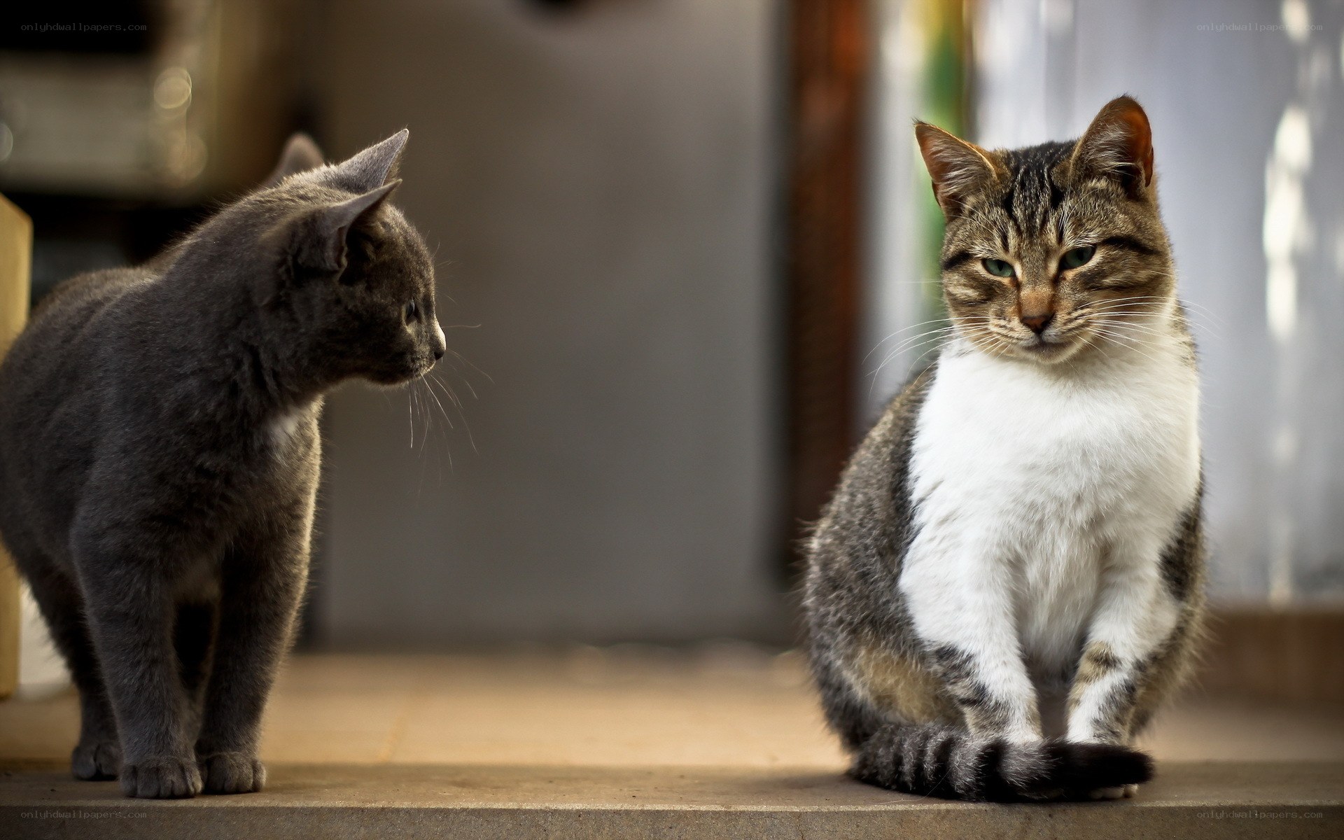 Two cats facing each other