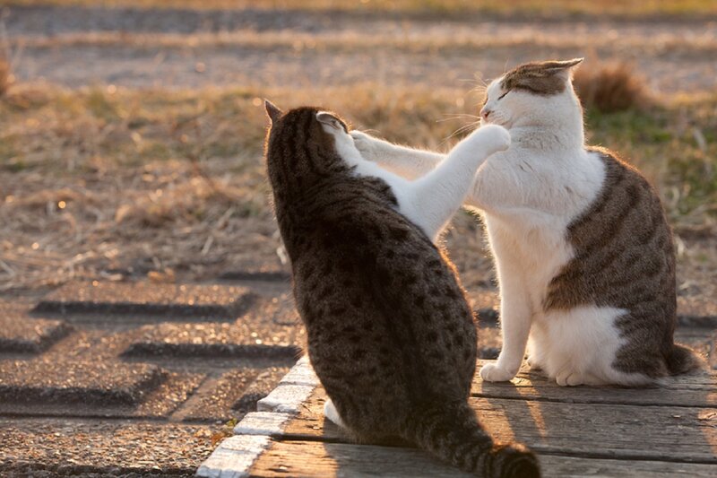 Two Cats Fighting — Brown