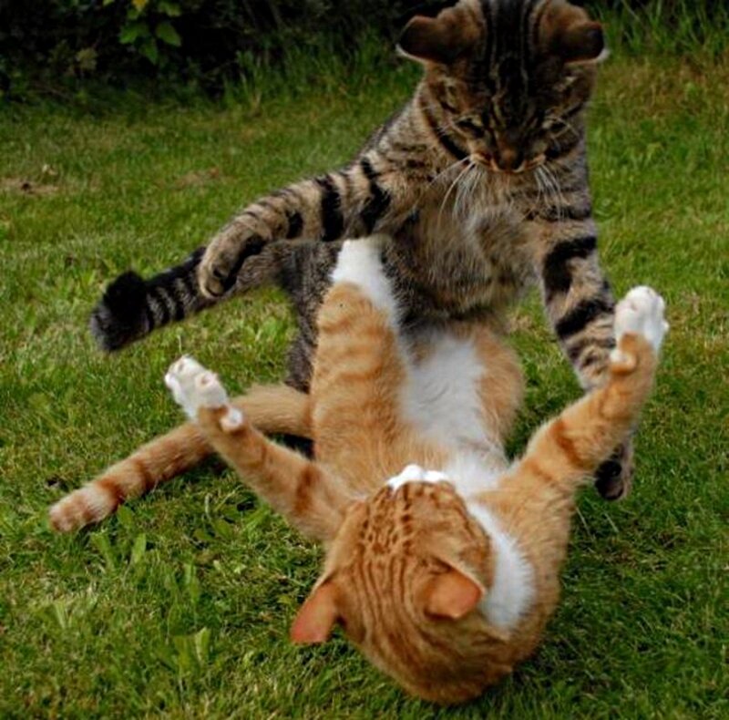 Two Cats Fighting — Green, Playful, Afternoon