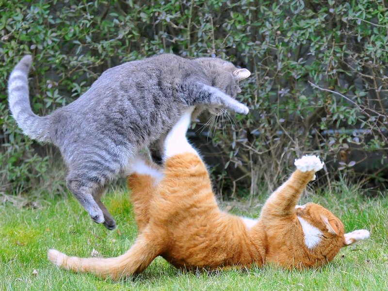 Two Cats Fighting — Green, Playful