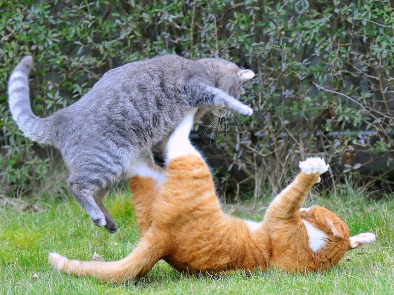 Two Cats Fighting — Green