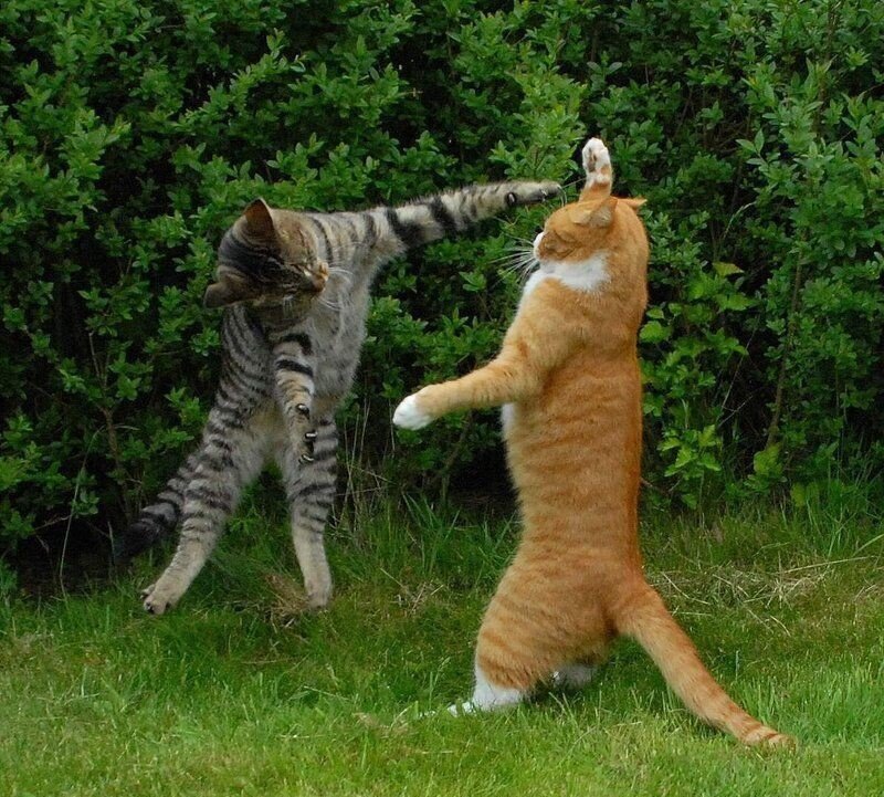 Two cats fighting in a yard