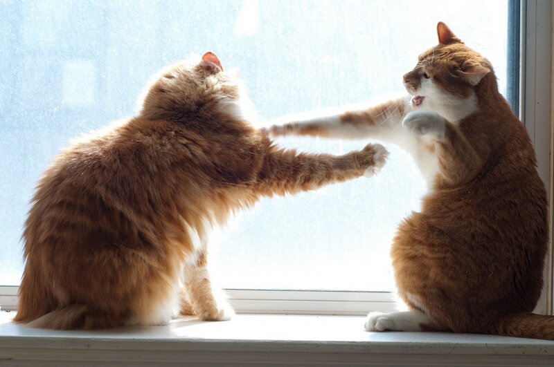 Two Cats Fighting — Orange, Playful