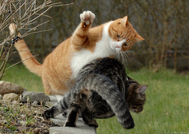 Two Cats Fighting — Orange