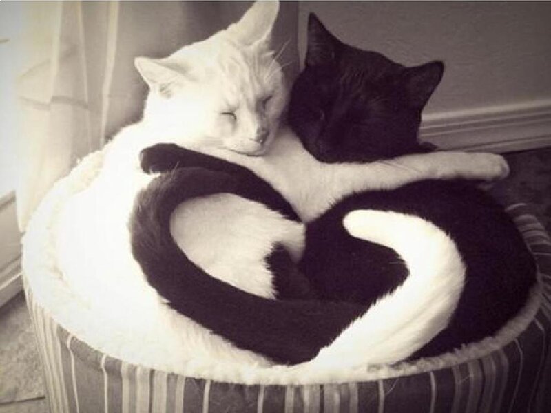 Two Cats Forming Heart
