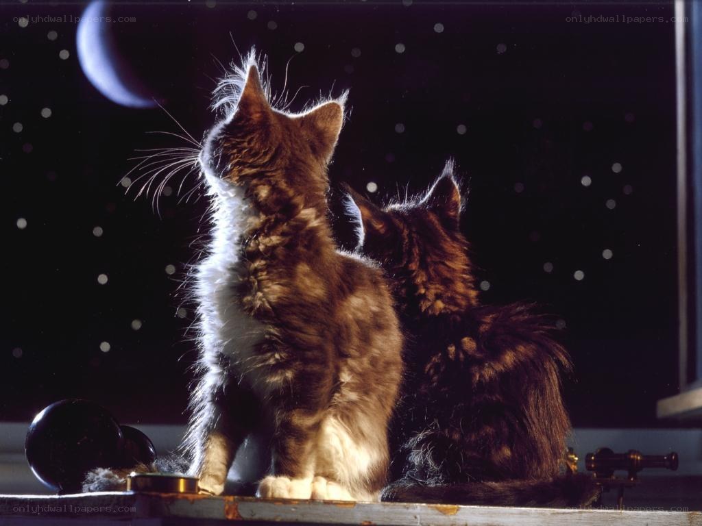 Two cats gazing at the moon