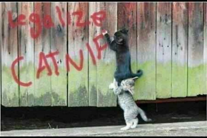 Two Cats Graffitiing