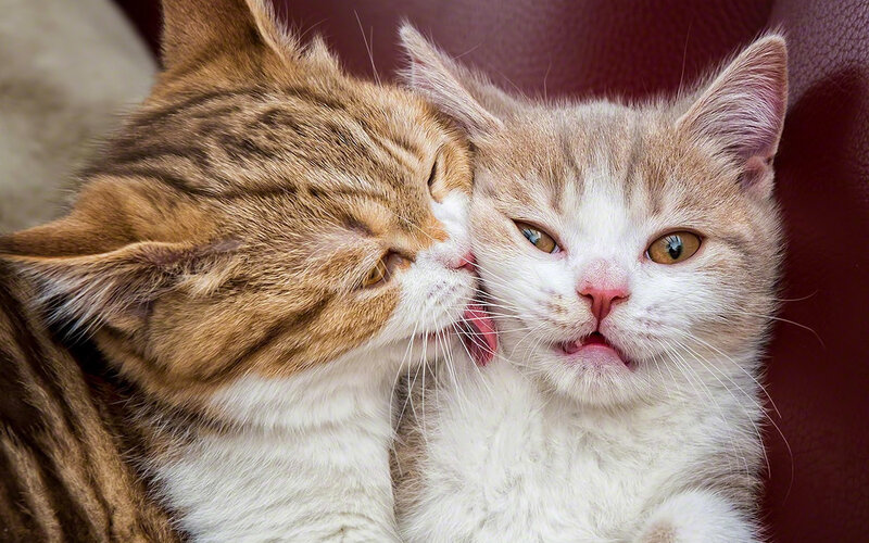 Two Cats Grooming — Brown, Affectionate