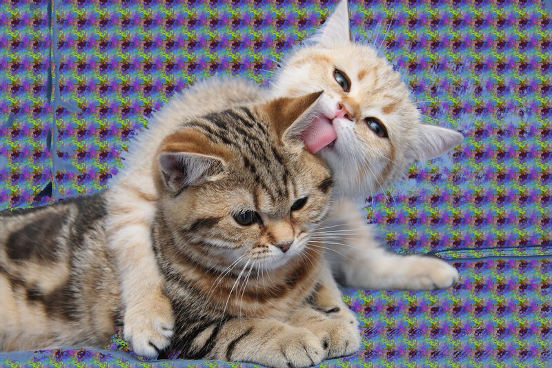 Two Cats Grooming — Brown, Calm, Photograph