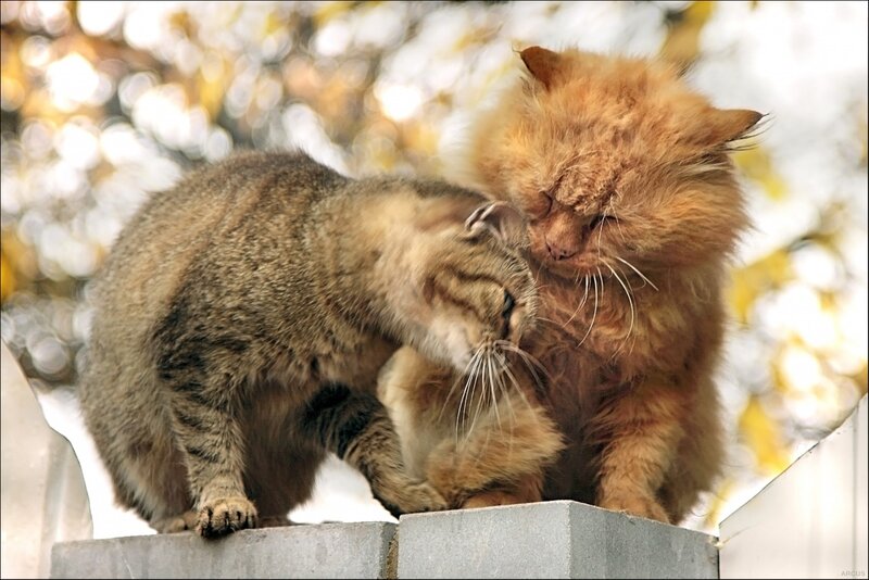 Two Cats Grooming — Brown, Calm