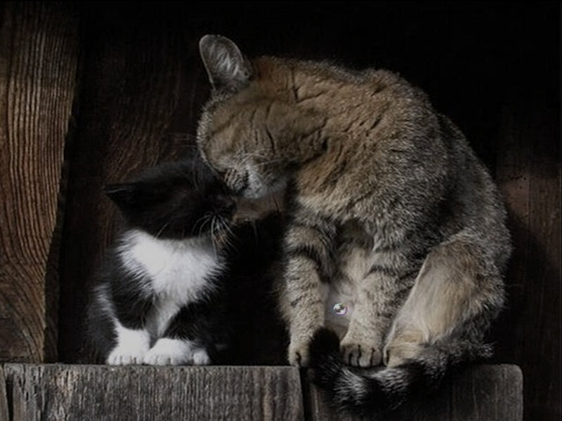 Two Cats Grooming — Brown