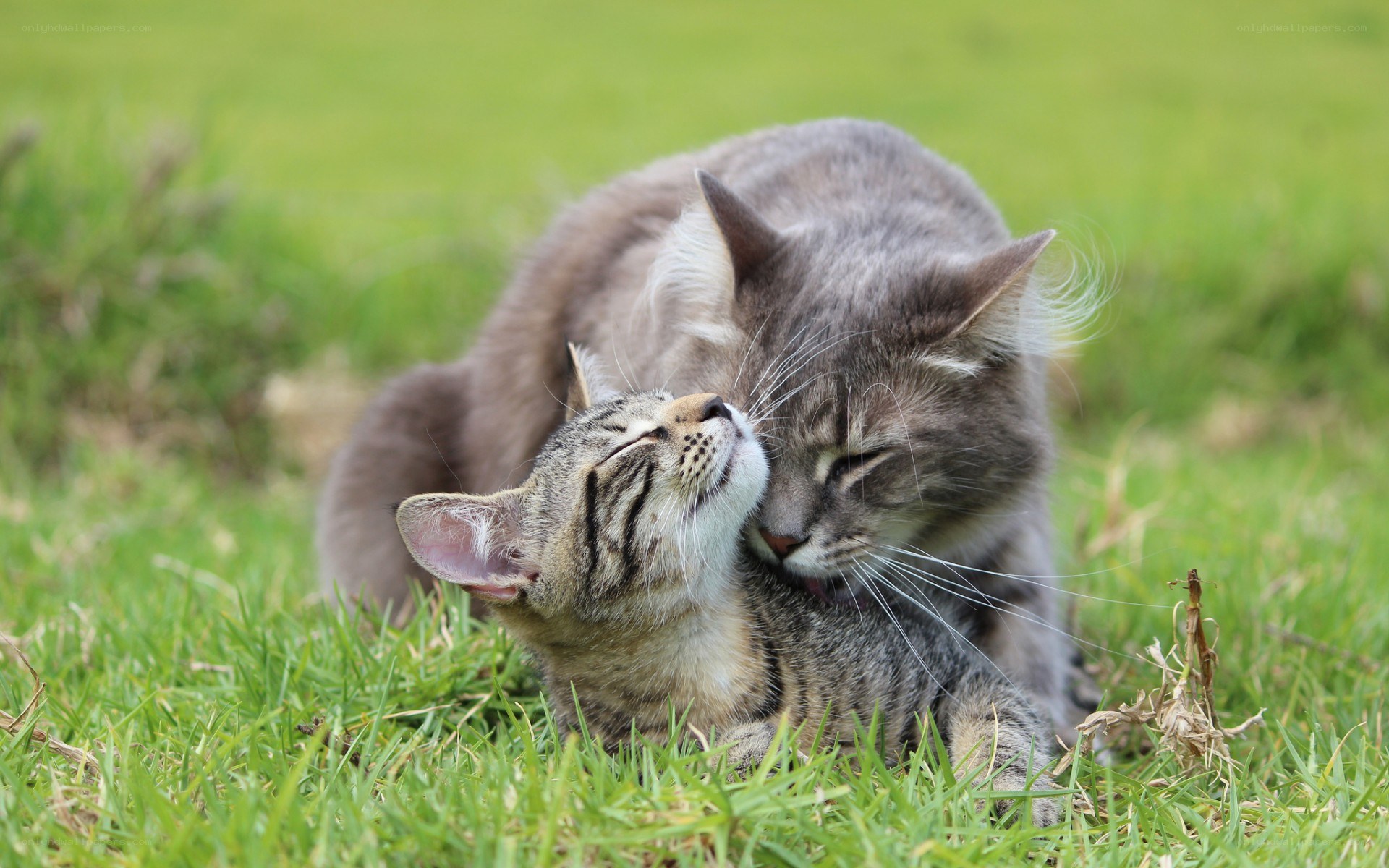 Two cats grooming each other