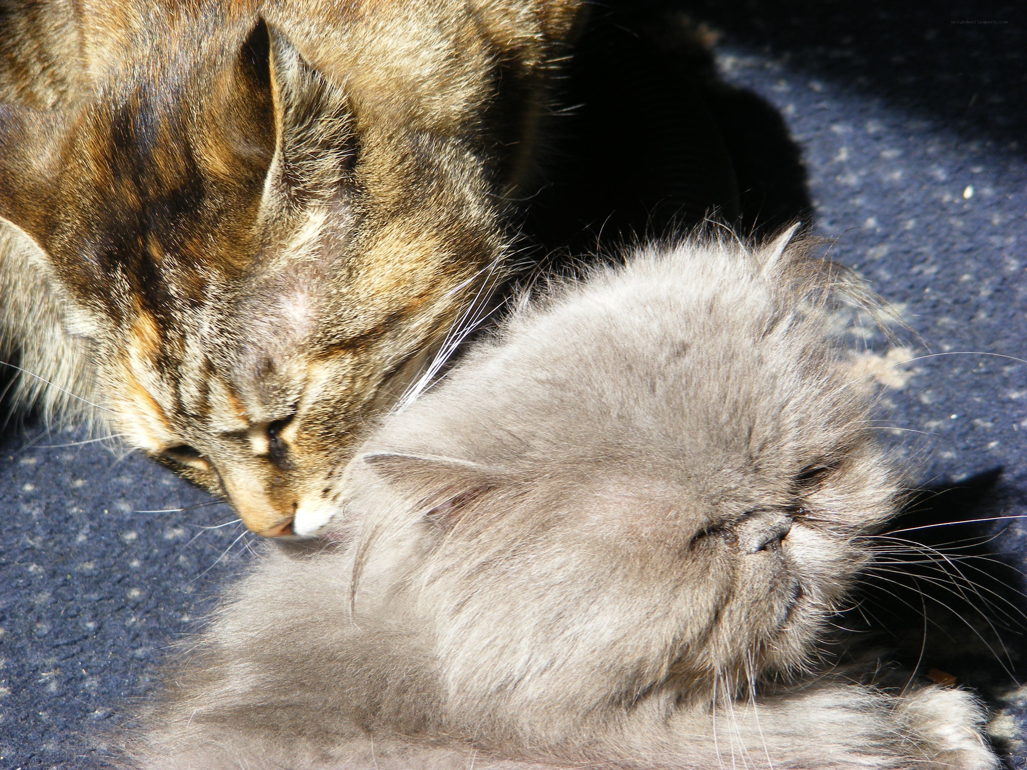 Two cats grooming each other