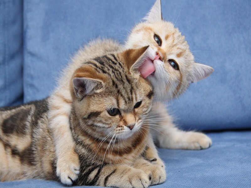 Two cats grooming each other