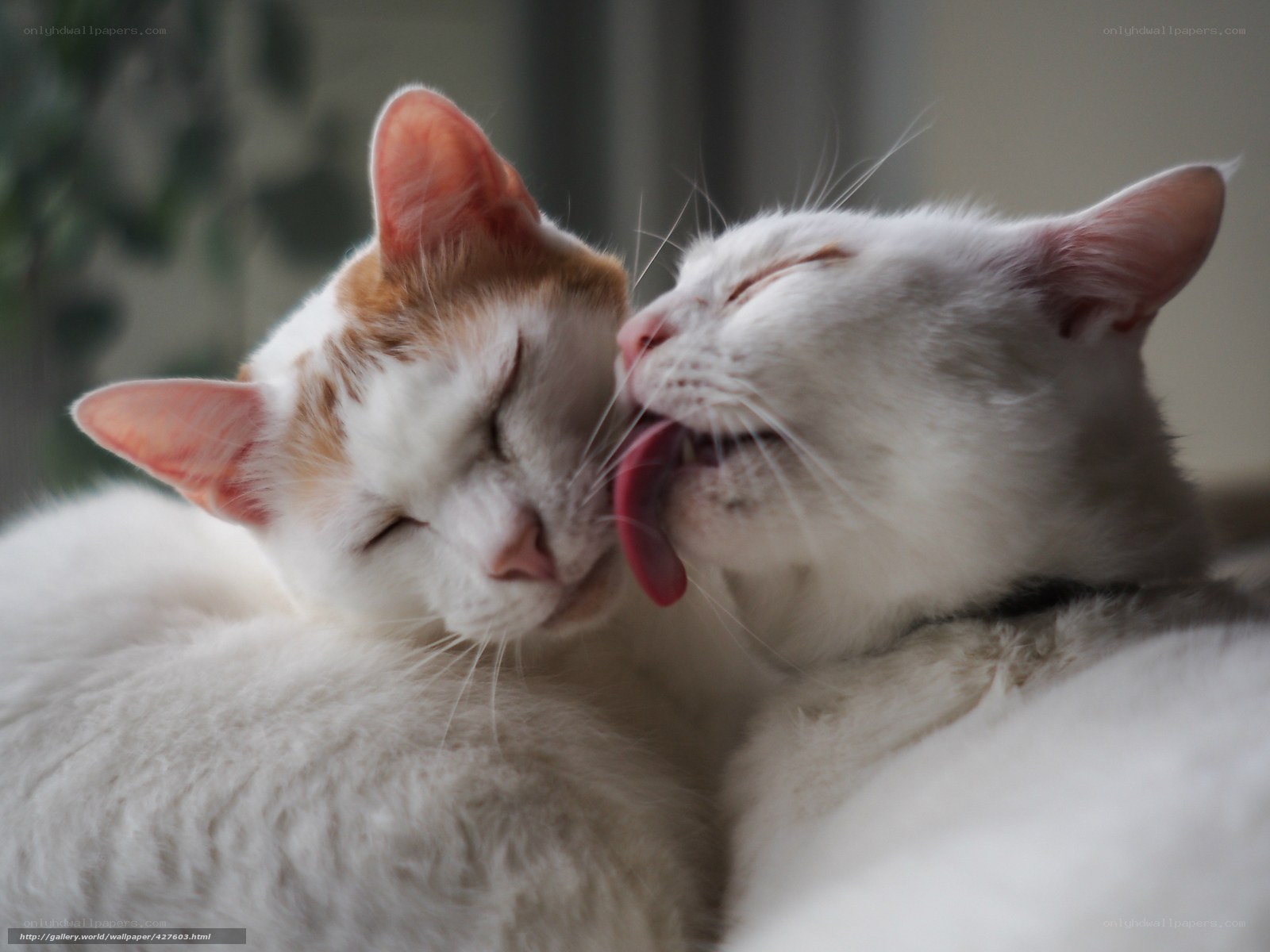 Two cats grooming each other