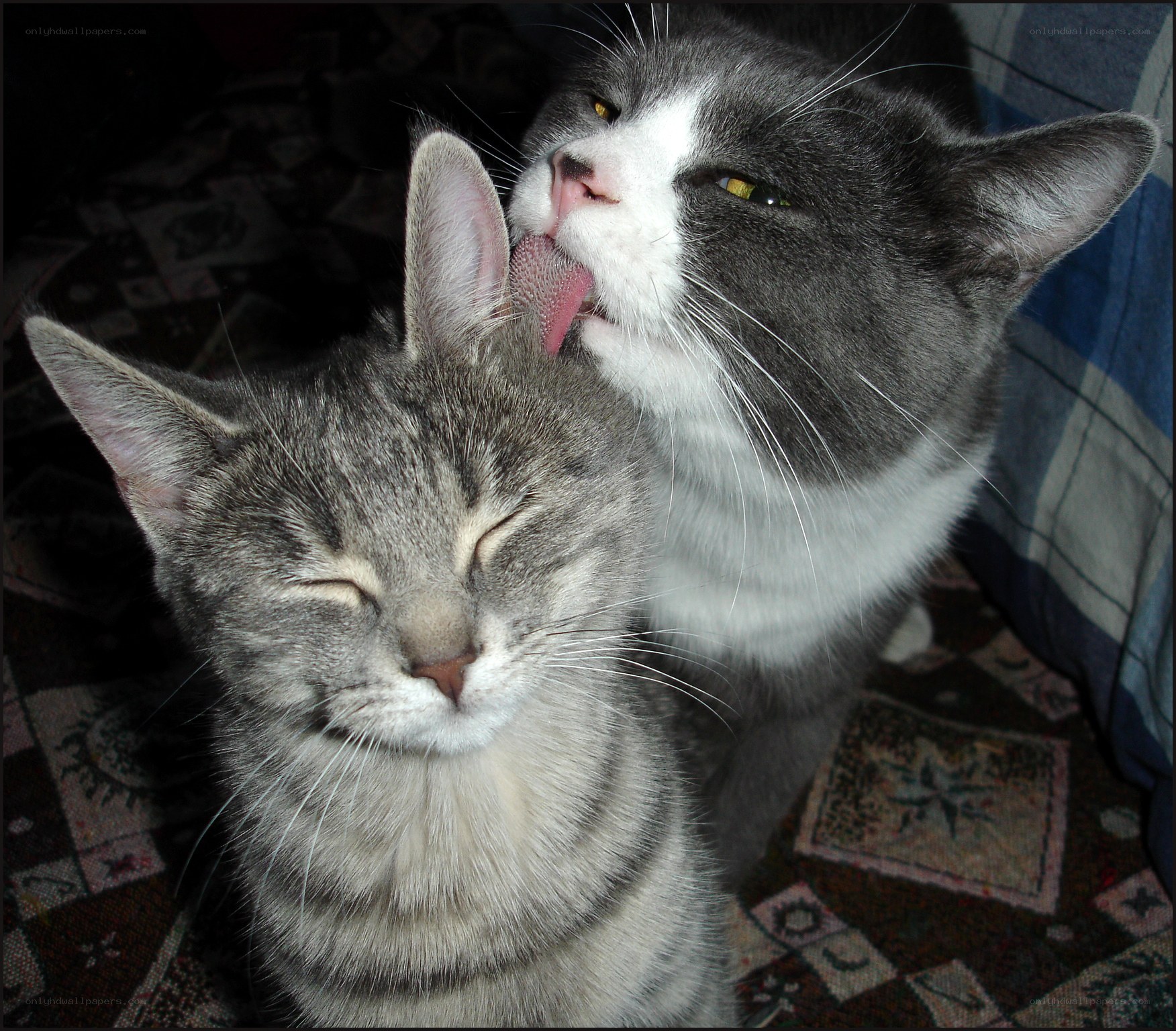Two cats grooming each other