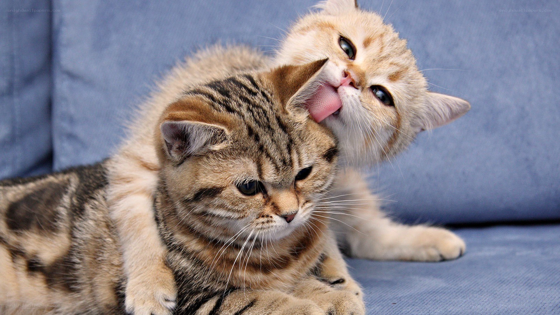 Two cats grooming each other
