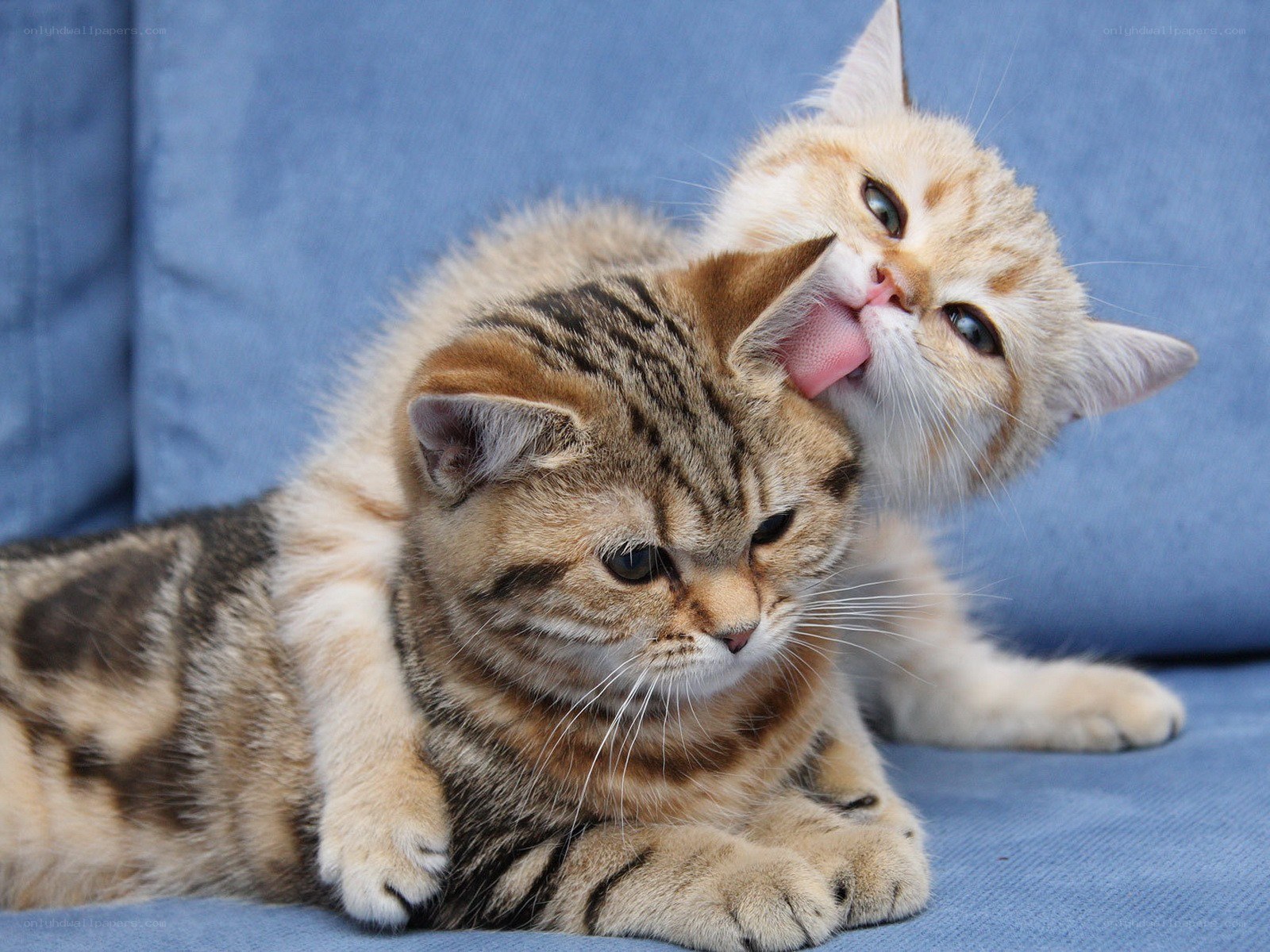 Two cats grooming each other