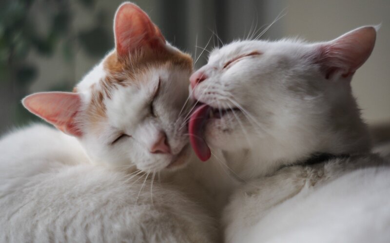 Two cats grooming each other