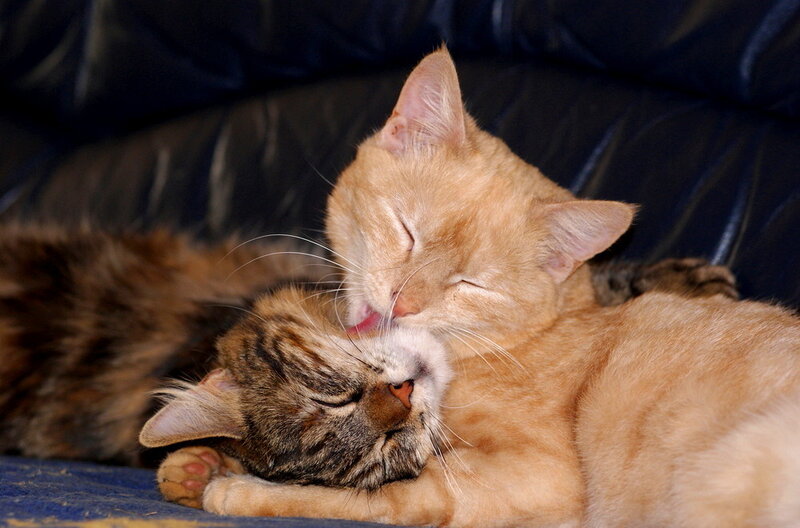 Two Cats Grooming Each Other — Orange