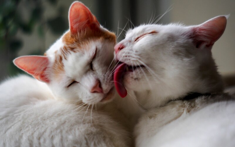 Two Cats Grooming Each Other — White