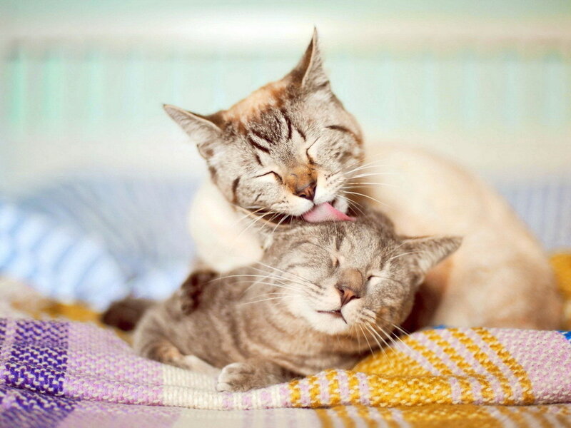 Two Cats Grooming — Gray, Calm, Photograph