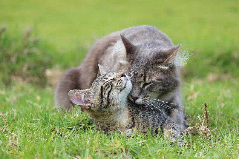 Two Cats Grooming — Green