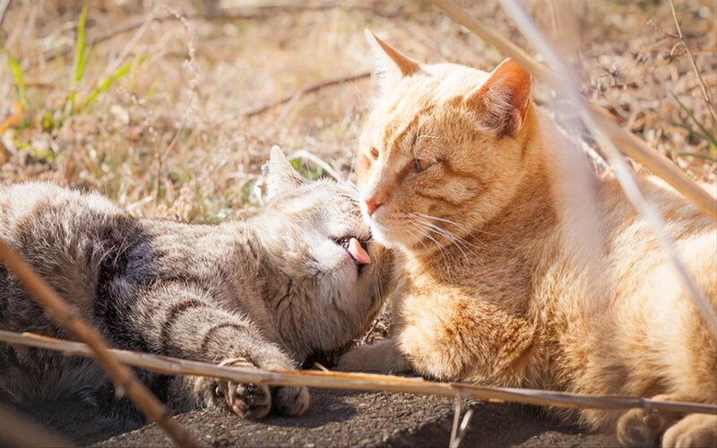 Two Cats Grooming — Orange, Calm