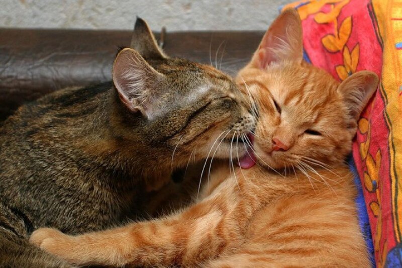 Two Cats Grooming — Orange