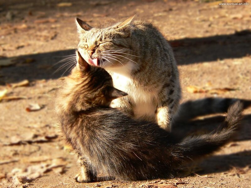 Two Cats Grooming