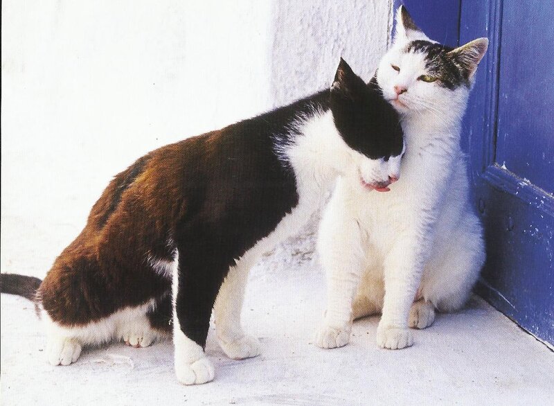 Two Cats Grooming — White, Calm, Afternoon